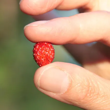 Hanserhof * Zell am Ziller