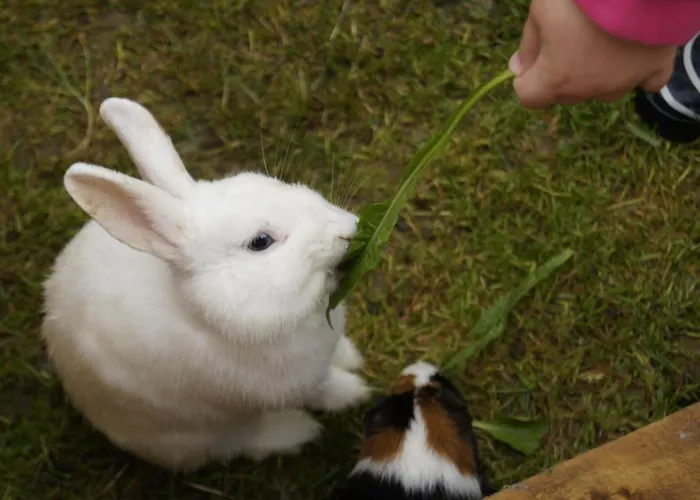 Апартаменты Hanserhof