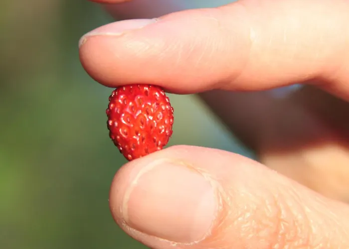 Hanserhof * Цель-ам-Циллер