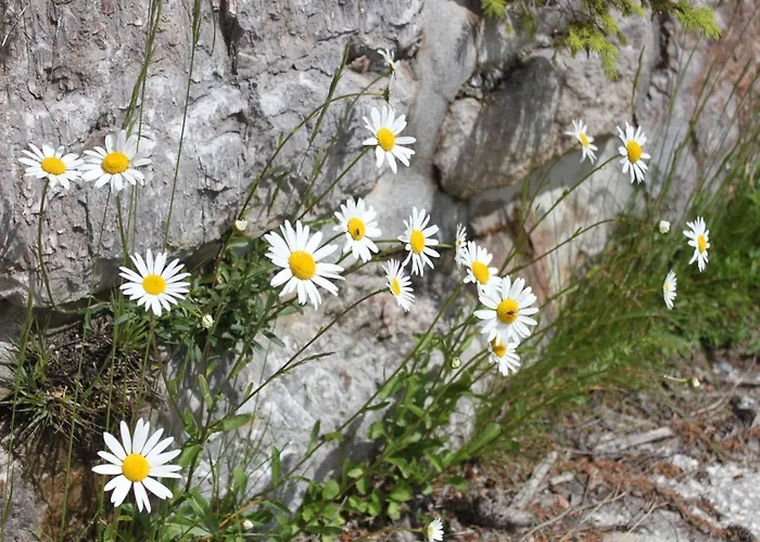 Hanserhof Апартаменты *