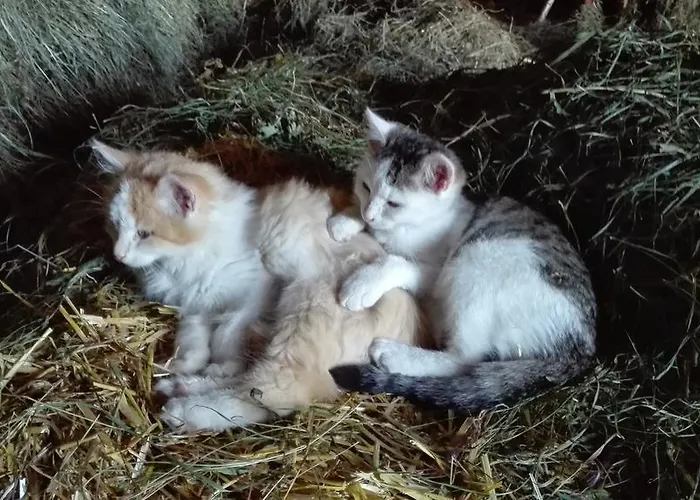 Апартаменты Hanserhof Цель-ам-Циллер