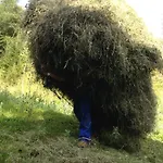 Διαμέρισμα Hanserhof *