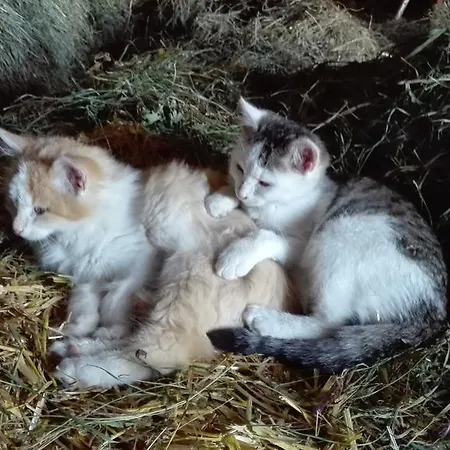 公寓 Hanserhof 齐勒河谷采尔